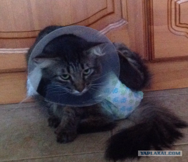 Котовторник 02.02.2016