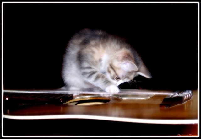 Коты, кошки, котята