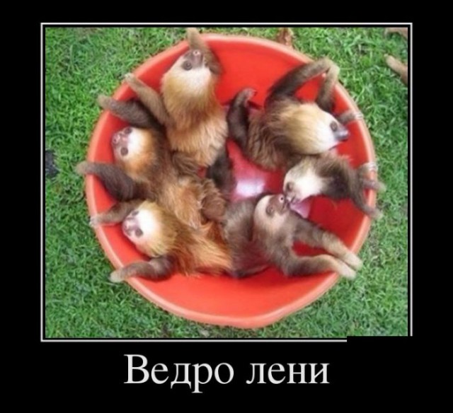 Давно я не встречал такого количества ленивых ...