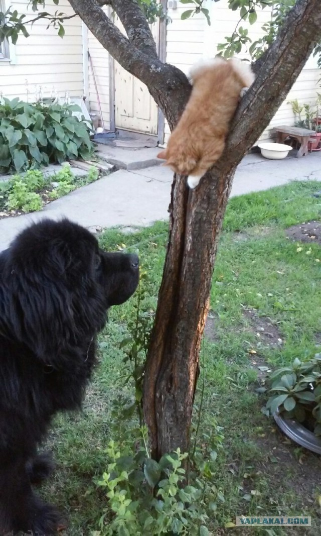 КотоВторник 26.04.2016