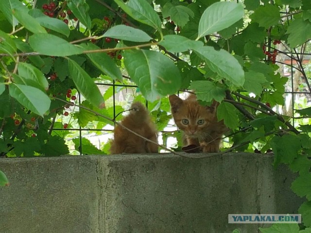 Котовторник 26.07 2016