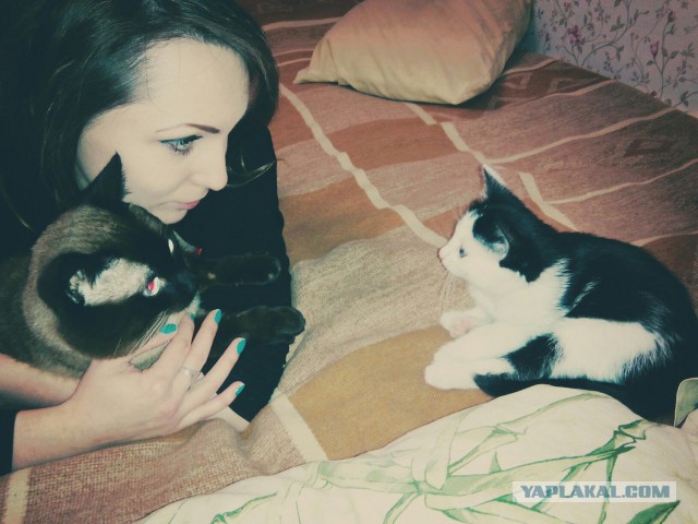Котовторник 30.08.2016