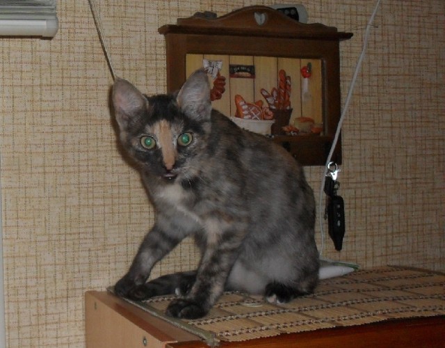 Котовторник 13.12.2016