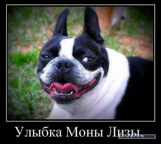 Подборка забавных животных