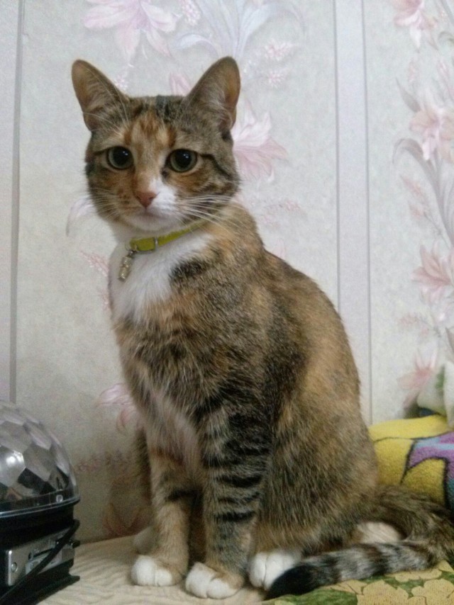 Коты и Кошки