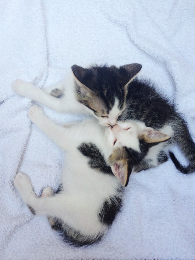 Коты и Кошки
