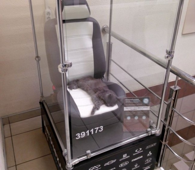 Коты и Кошки
