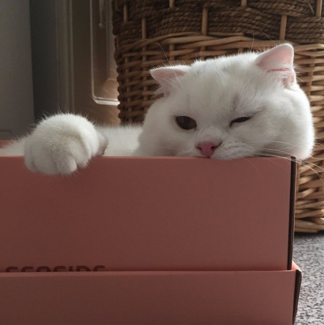 Коты и Кошки