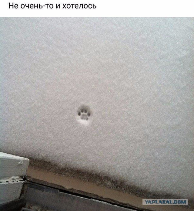 Просто картинки