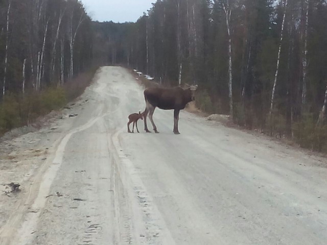 Просто Природа