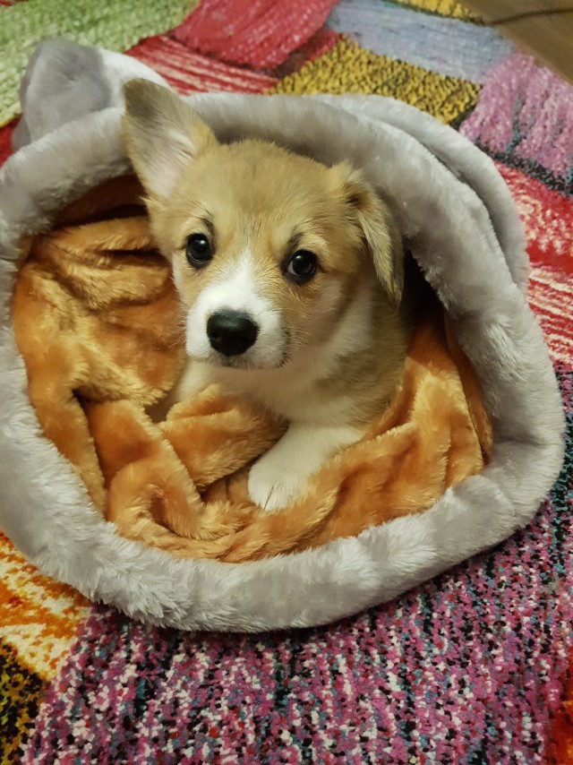 Ньюфаундленд - идеальная собака для семьи