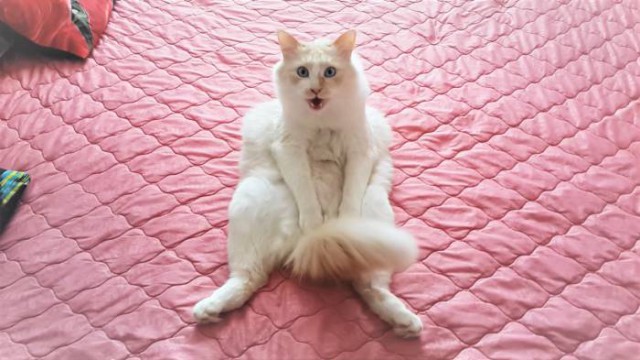 Фотобомбы котов