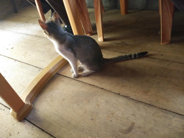 К живым мостам и обратно. Заметки из Индии