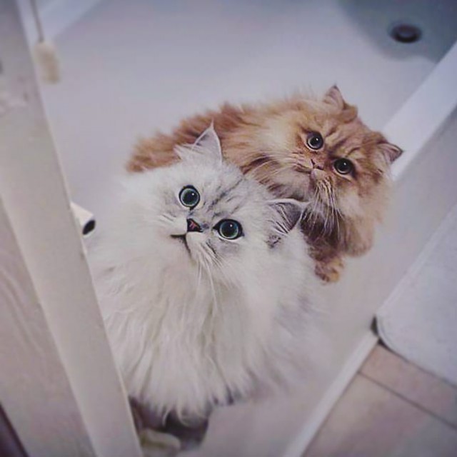 Прикольных котов пост