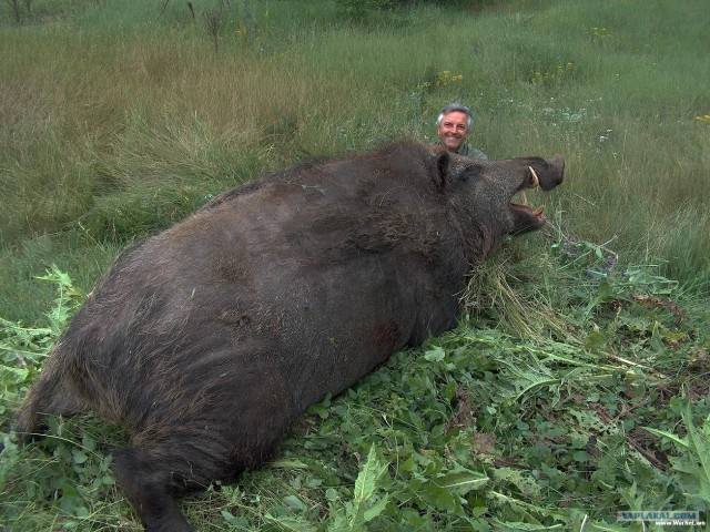 Большие существа