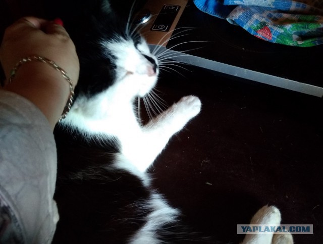 Жизнь домашнего приюта для котеек 232
