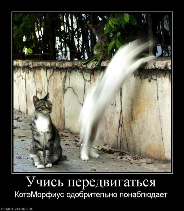 Длина кота