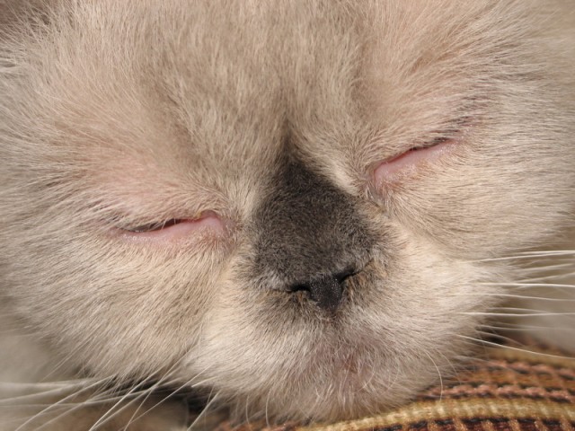 Котовторник, для любителей кошек