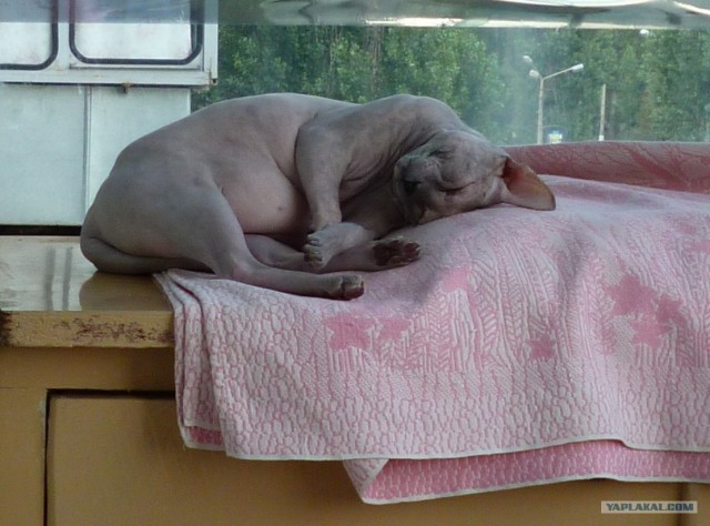 Котовторник 06.09.11