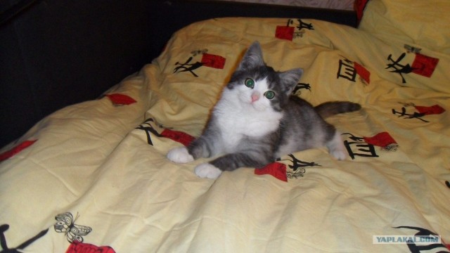 Котовторник! 08.11.11