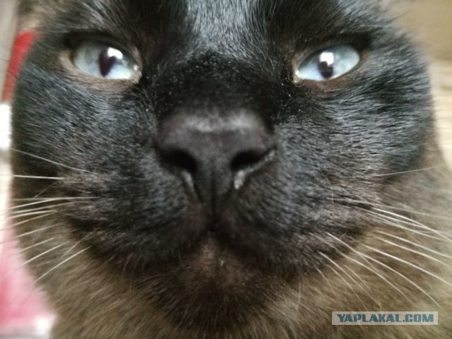 К котовторнику. Почему дома нужен котик