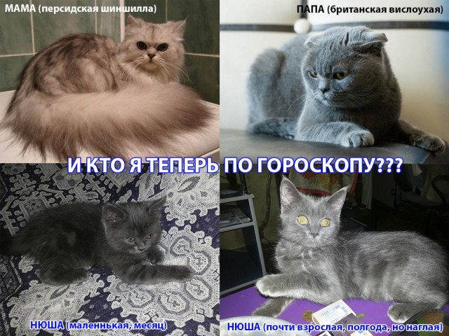 Какой кот подойдет вам по знаку Зодиака