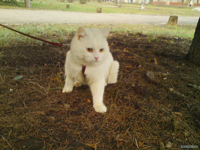 Котовторник 22.05.2012