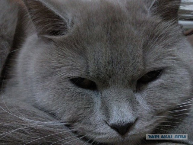 Котовторник   5.06.2012