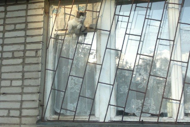 Котовторник 07.08.2012