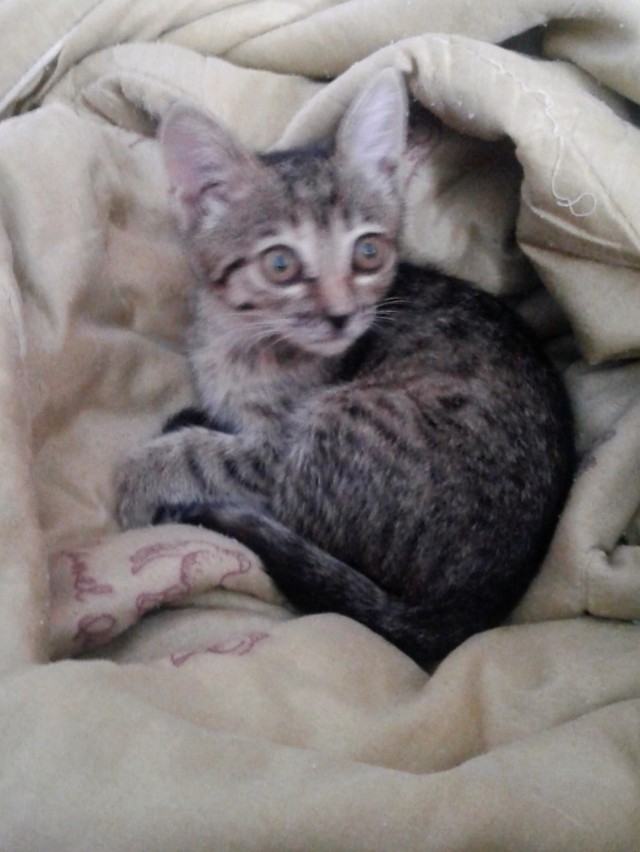 Котовторник однако