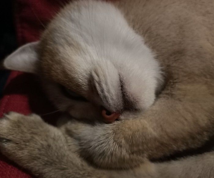 Котовторник от генерала мяу