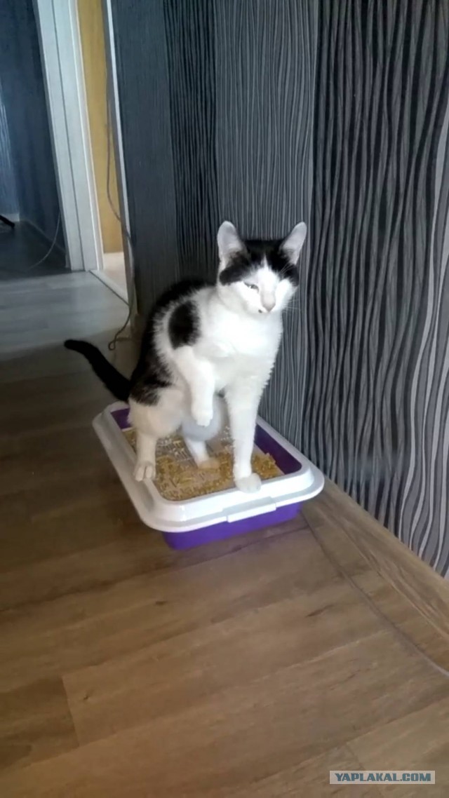 Очень чистоплотная кошка