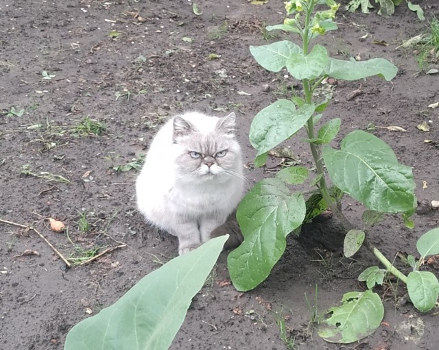 Международный день домашних животных