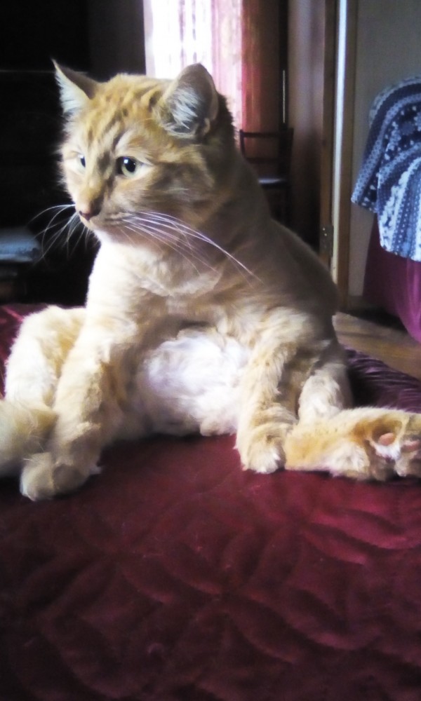 Вчера с женой решили кастрировать кота...