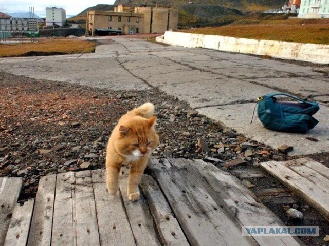 Наши на Шпицбергене