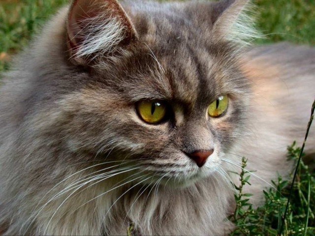 Которник