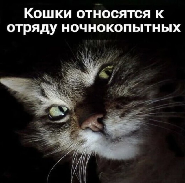 Картинки и мемы всем прекрасных выходных