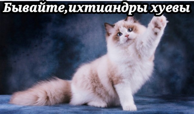 Регдолл или тряпичная кукла