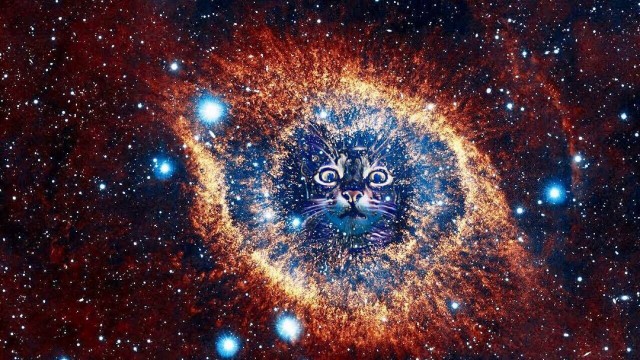 Восприятие собаки и кошки