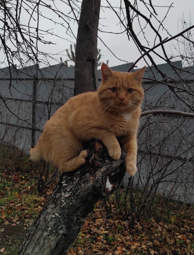 Это один и тот же кот
