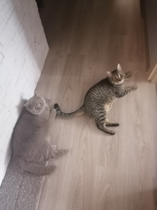 А ваши котейки че счас делают?