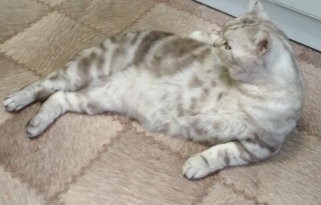 Котомафия