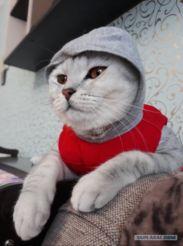 Соседи по участку пришли знакомиться