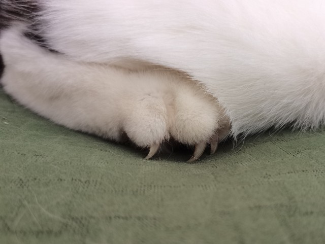 Котовторник 19.07.22