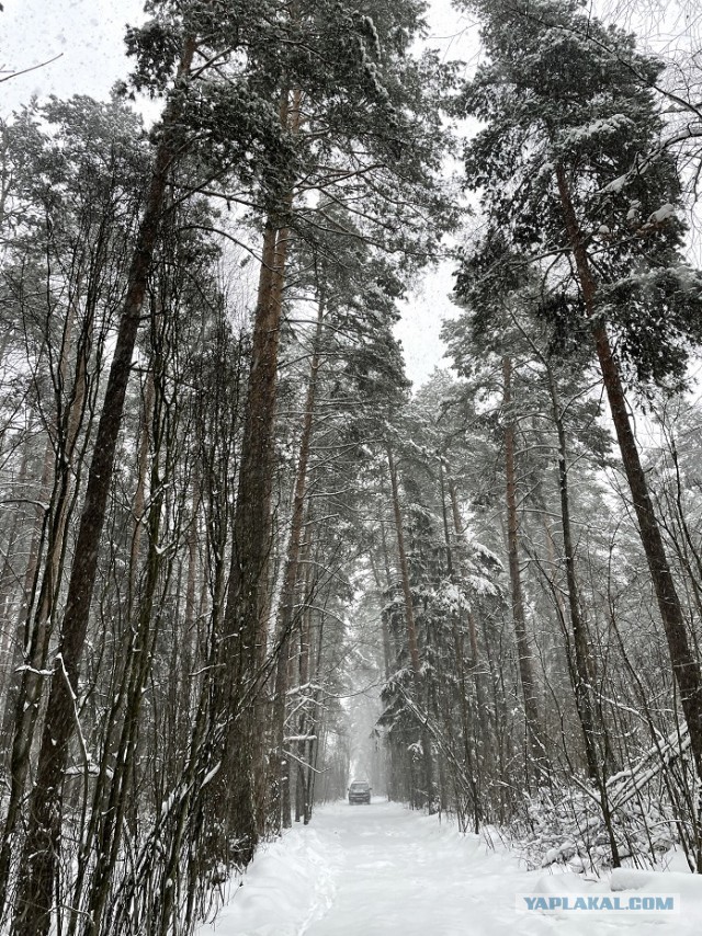 Волшебный лес