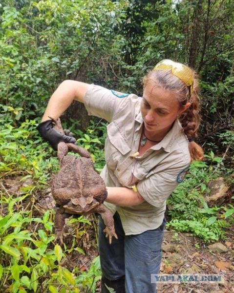 Обнаружена самая большая жаба в мире