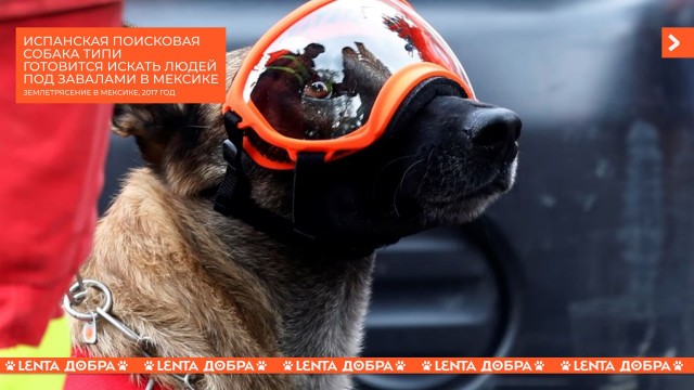 Победная поступь идиотизма по планете – том 13
