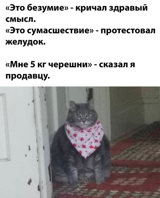 Весёлый полтишок 08.07.23
