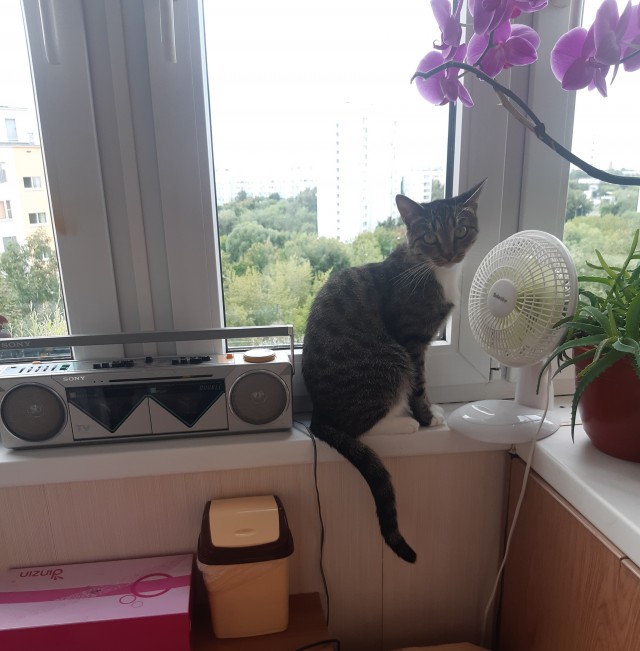 Котовторник! 16+ Коллеги-рабы, отмечаемся, у кого хозяину много лет!