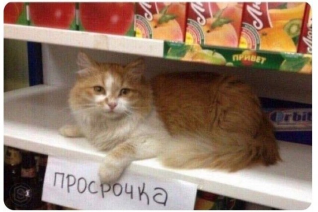 В Питерском супермаркете заметили пушистую охрану
